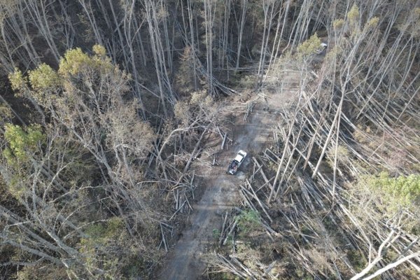 Aerial drone view of a Western North Carolina hillside after Hurricane Helene — hundreds of mature hardwood trees felled across a forested ridge, with a single white truck visible on a cleared dirt road for scale, illustrating the magnitude of the September 2024 storm's impact on regional forestland