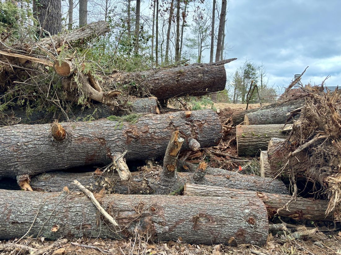 A pile of storm-felled trees and broken trunks gathered for salvage after Hurricane Helene
