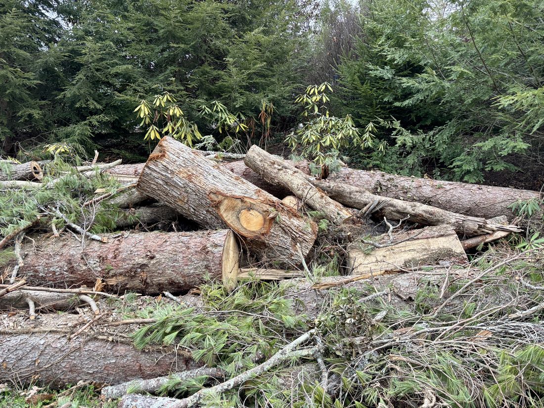 Storm-toppled trees among rhododendrons in a Western North Carolina yard after Hurricane Helene