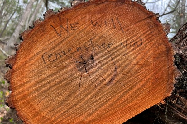 The end-grain cross-section of a recently fallen hardwood log in a Western North Carolina forest — the words 'We will remember you' written by hand in black marker across the rings, a small handprint visible at center, photographed in the months after Hurricane Helene downed the tree