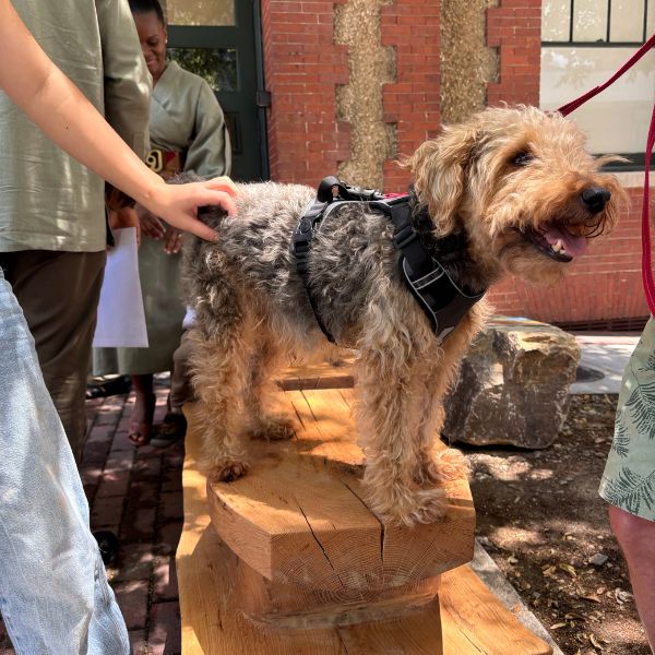 A curly-haired terrier stands proudly on the bench